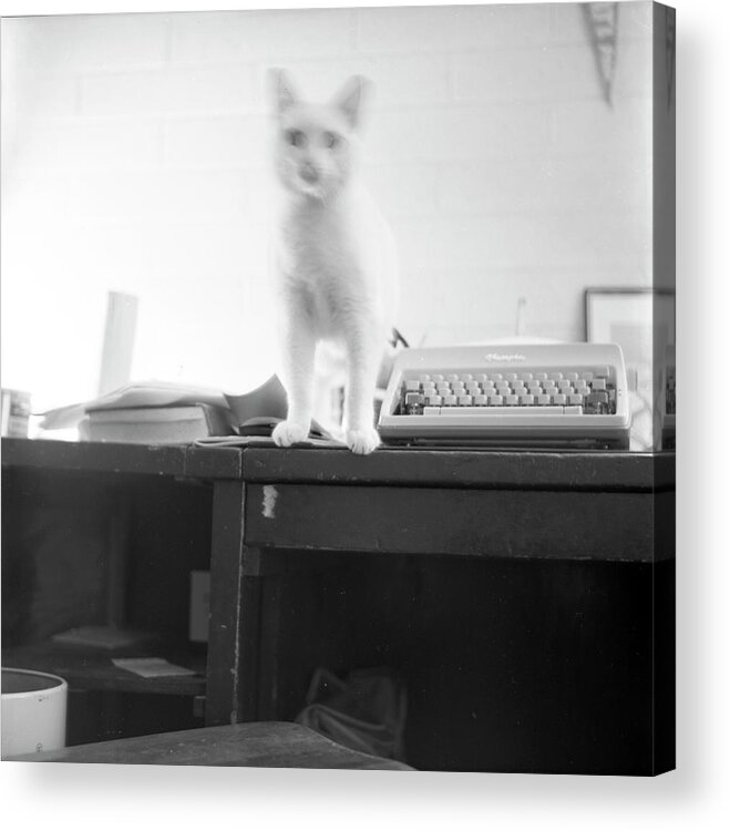 Cat Acrylic Print featuring the photograph Ghost Cat, with Typewriter by Jeremy Butler