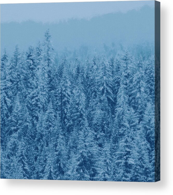 Acrylic Watercolor Illustration  Acrylic Print featuring the painting Giant forest by Maria Biro