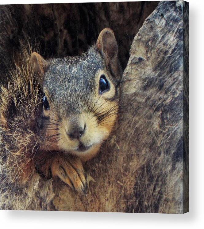 Squirrel Acrylic Print featuring the photograph Give me two minutes by Michael Dillon