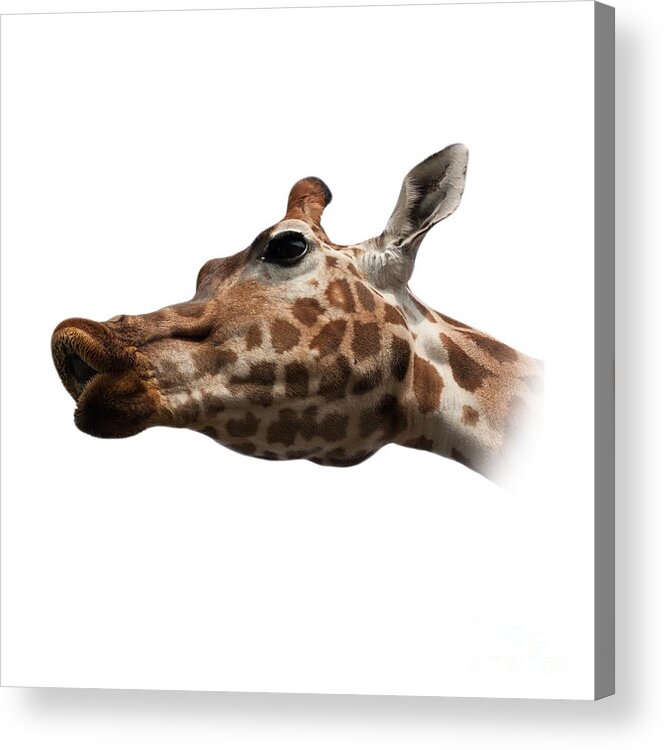 T-shirt Acrylic Print featuring the photograph Give Us a Kiss on Transparent background by Terri Waters