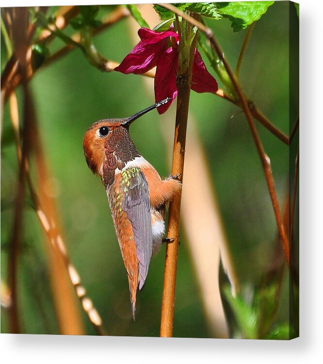 Rufous Hummingbird Acrylic Print featuring the photograph Glimpse by Carl Olsen