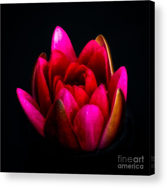 Red Flower Acrylic Print featuring the photograph Glorious Lily by Adrian Evans