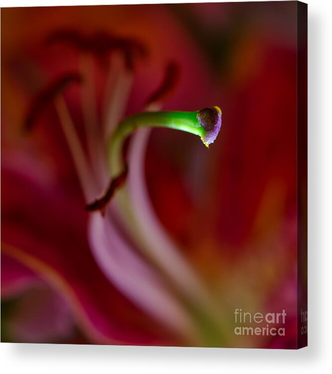 Flower Acrylic Print featuring the photograph Glowing In the Dark by Royce Howland