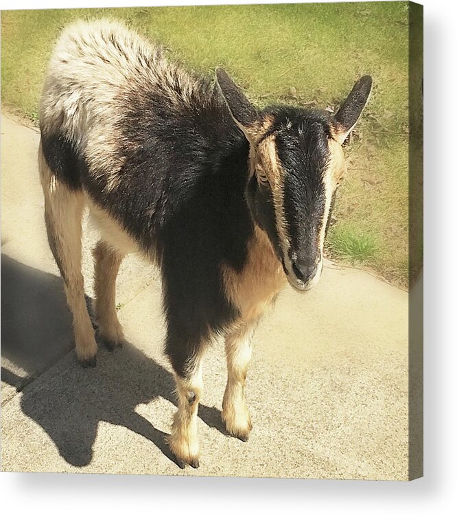  Acrylic Print featuring the photograph Goat by Heather Applegate