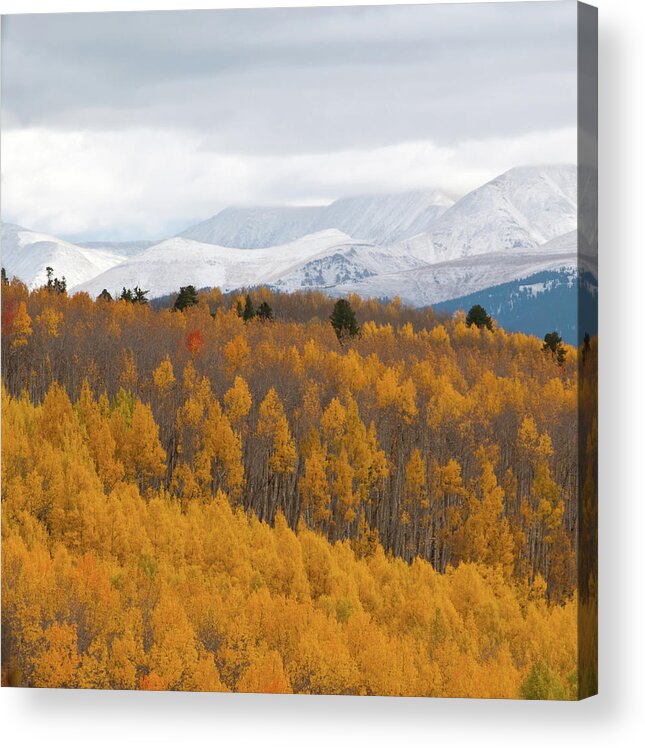 Aspen Acrylic Print featuring the photograph Golden Aspen and Snow Covered Mountains by Cascade Colors