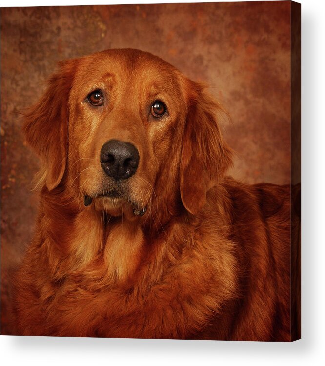 Dog Acrylic Print featuring the photograph Golden Retriever by Greg and Chrystal Mimbs
