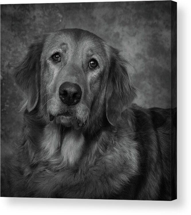 Dog Acrylic Print featuring the photograph Golden Retriever In Black and White by Greg and Chrystal Mimbs