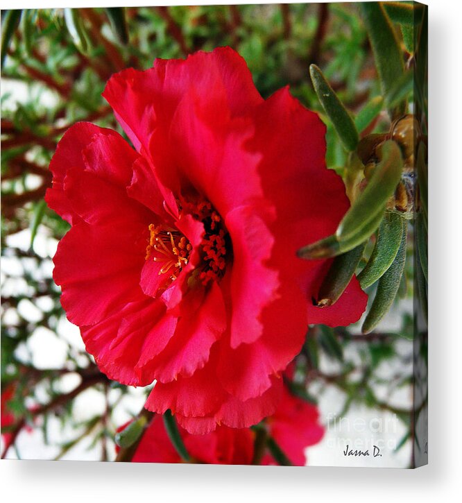 Red Flower Acrylic Print featuring the photograph Gorgeous by Jasna Dragun