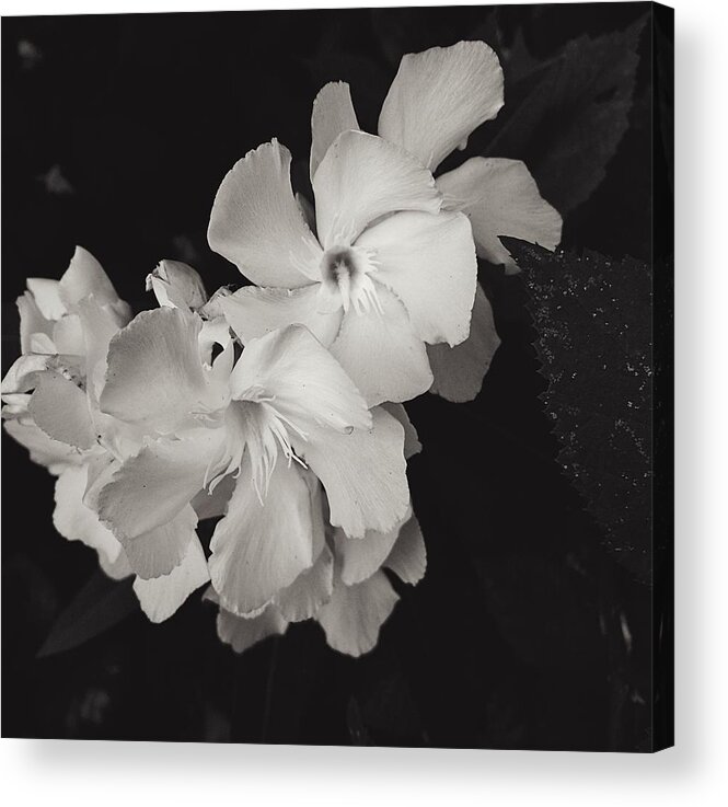 Flower Acrylic Print featuring the photograph Grace in White by Brad Hodges