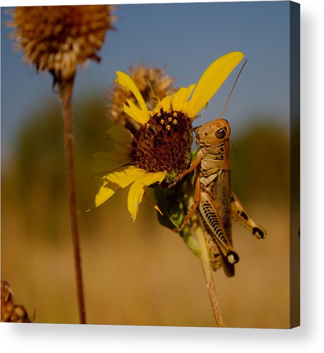 James Smullins Acrylic Print featuring the photograph Grasshopper on wild sunflower by James Smullins