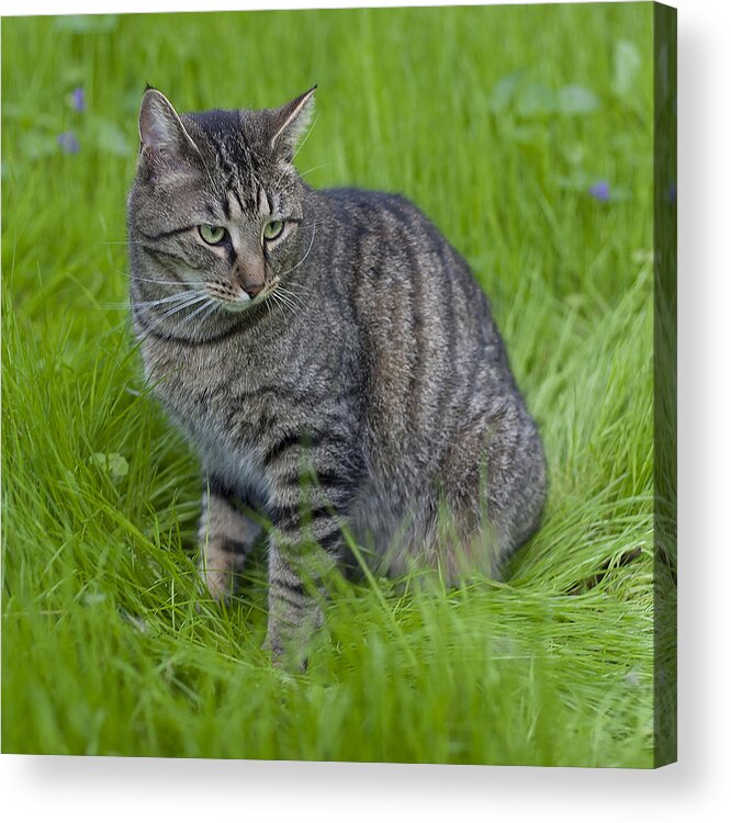 Cat Acrylic Print featuring the photograph Gray Cat in Vivid Green Grass by John Harmon