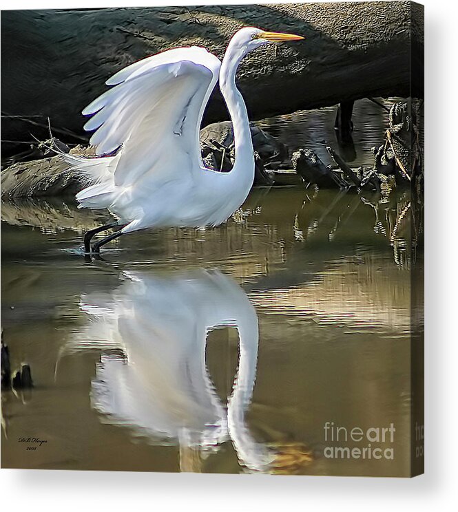 Egret Acrylic Print featuring the photograph Great Egret Lifting Off by DB Hayes