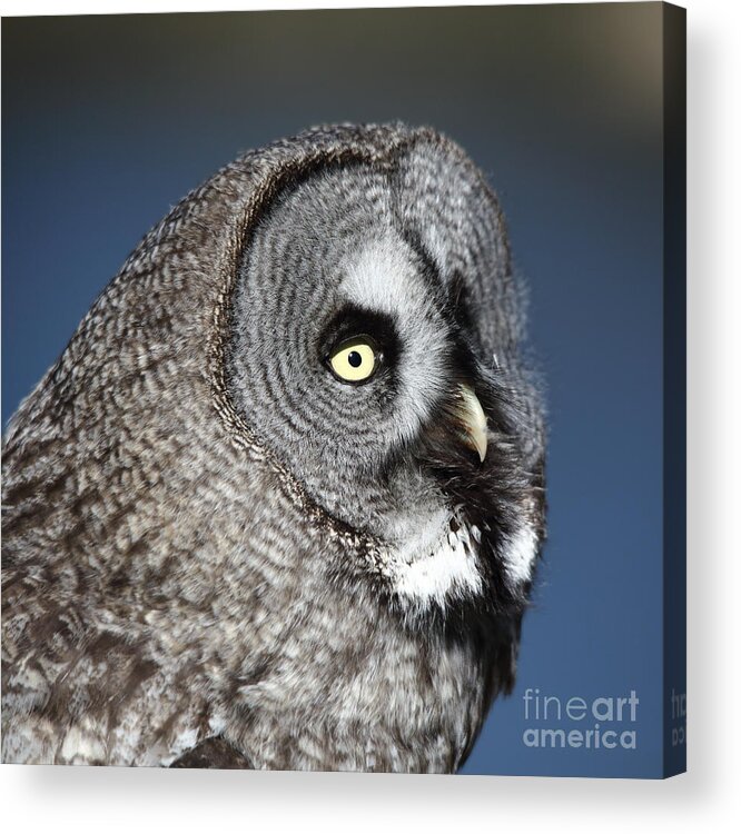 Great Grey Owl Acrylic Print featuring the photograph Great Grey Owl by Maria Gaellman
