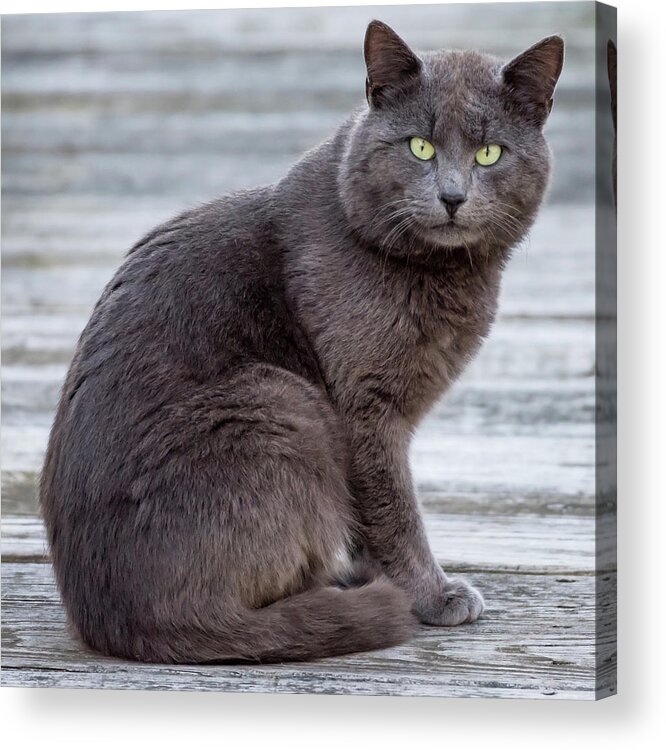 Terry D Photography Acrylic Print featuring the photograph Green Eye Stare Cat Square by Terry DeLuco