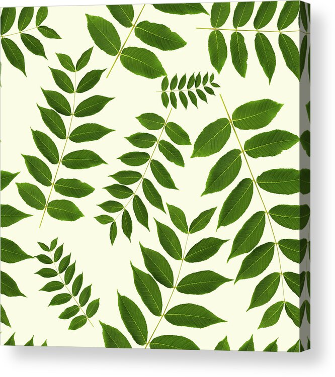 Leaf Pattern Acrylic Print featuring the mixed media Botanical Leaf Pattern by Christina Rollo