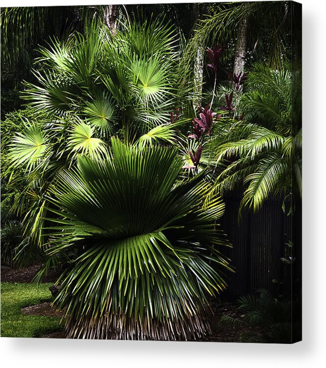 Nature Acrylic Print featuring the photograph Green with envy by Camille Lopez
