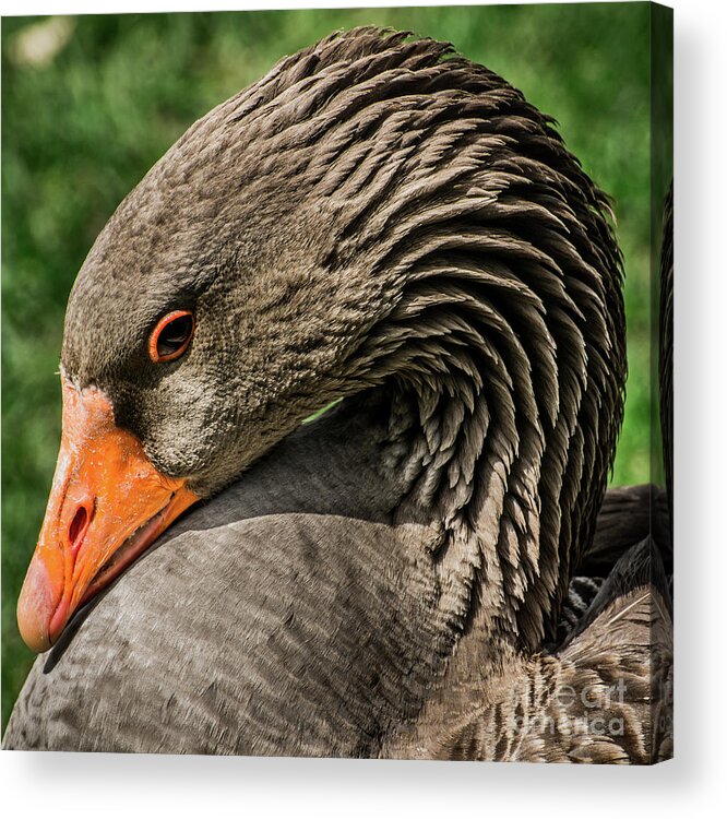 Greylag Goose Acrylic Print featuring the photograph Greylag Goose Portrait by Gary Whitton