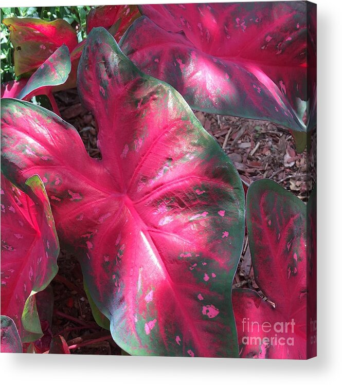 Plants Acrylic Print featuring the photograph Grounded 2 by Pamela Henry