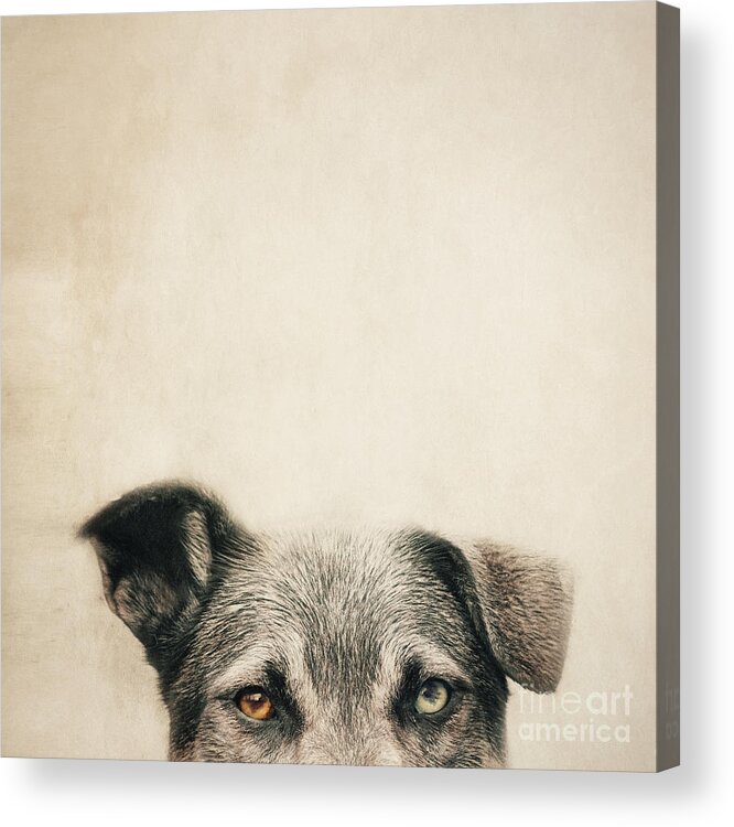 Dog Acrylic Print featuring the photograph Half Dog by Priska Wettstein