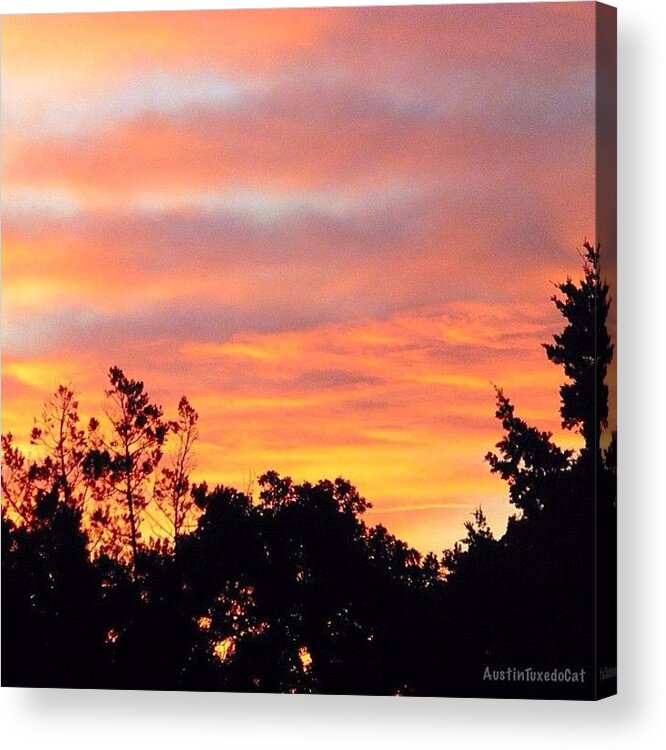 Beautiful Acrylic Print featuring the photograph #halloween #morning #sky Is On #fire by Austin Tuxedo Cat