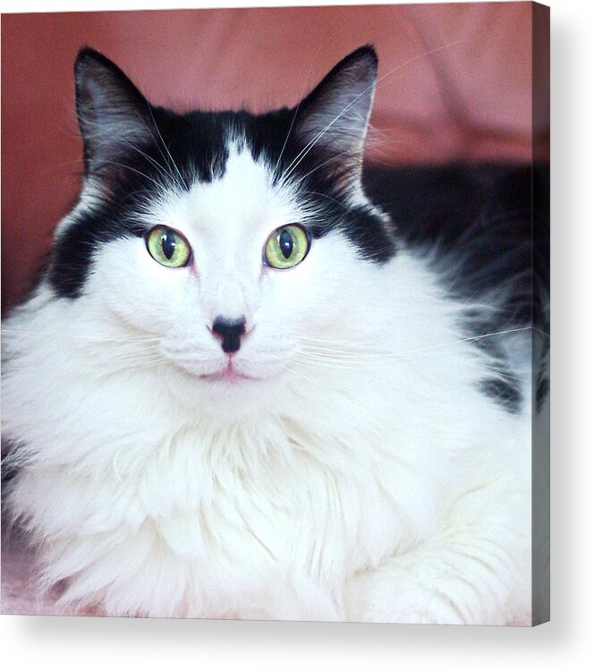 Cat Acrylic Print featuring the photograph Handsome Tuxy by Byron Varvarigos