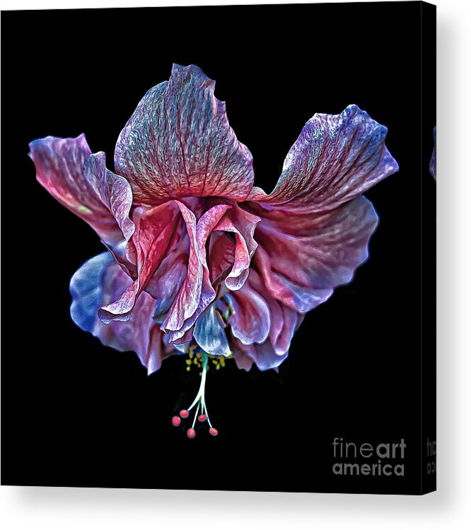 Hibiscus Acrylic Print featuring the photograph Hanging Pink Hibiscus by Walt Foegelle