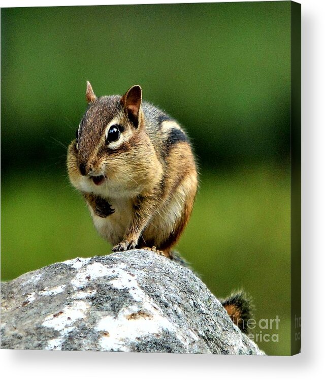 Chipmunk Acrylic Print featuring the photograph Happily Surprised Chipmunk by Dani McEvoy
