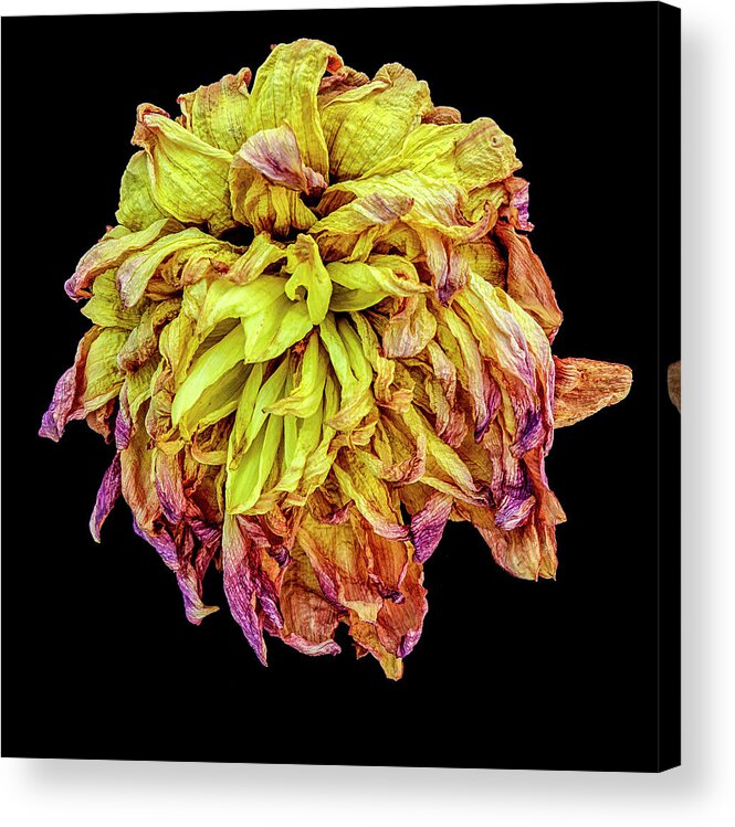 Flower Acrylic Print featuring the photograph Happy After Life 2 by Tony Locke