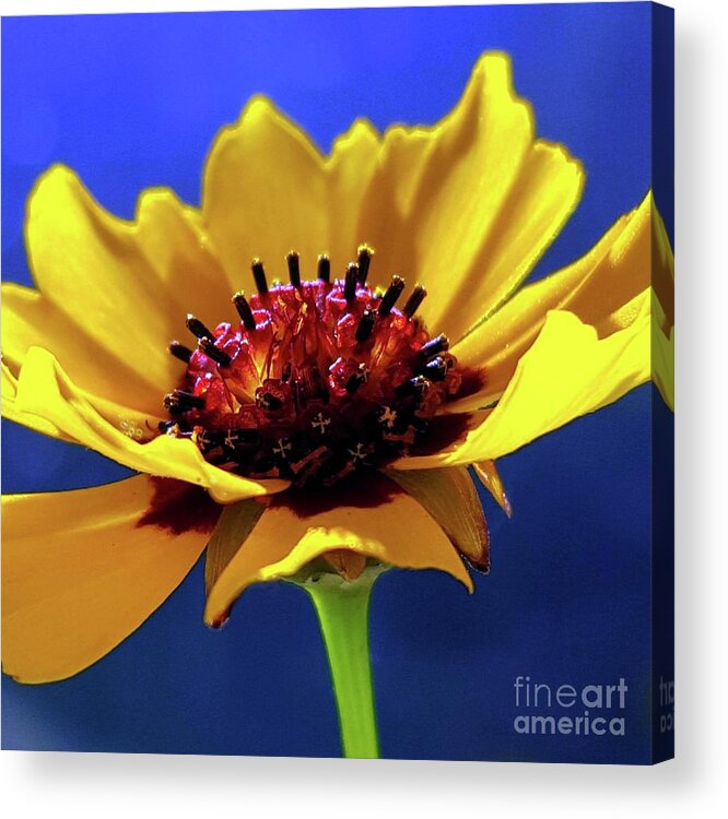 Flower Acrylic Print featuring the photograph Happy Days by Dani McEvoy