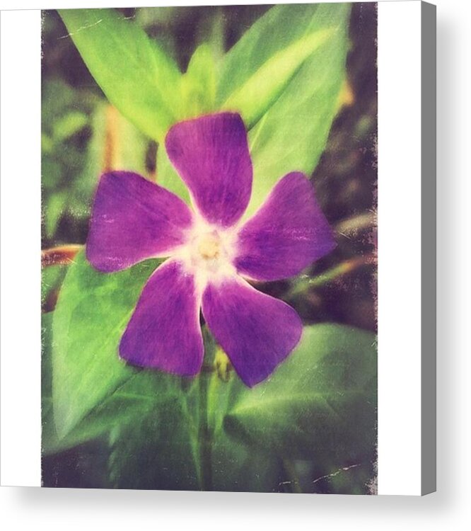 Iphone6 Acrylic Print featuring the photograph Happy Little Periwinkle Flower #iphone6 by Joan McCool