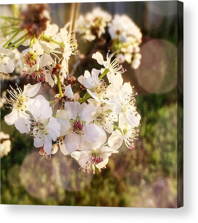 Enlight Acrylic Print featuring the photograph Happy Spring! #spring #flowers by Joan McCool