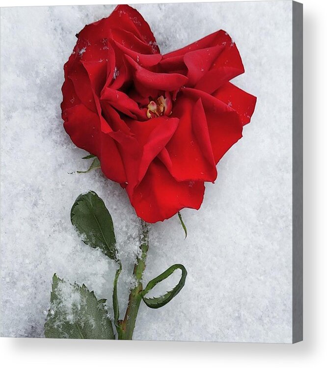 Beautiful Acrylic Print featuring the photograph Snow Valentine by Charlie Cliques