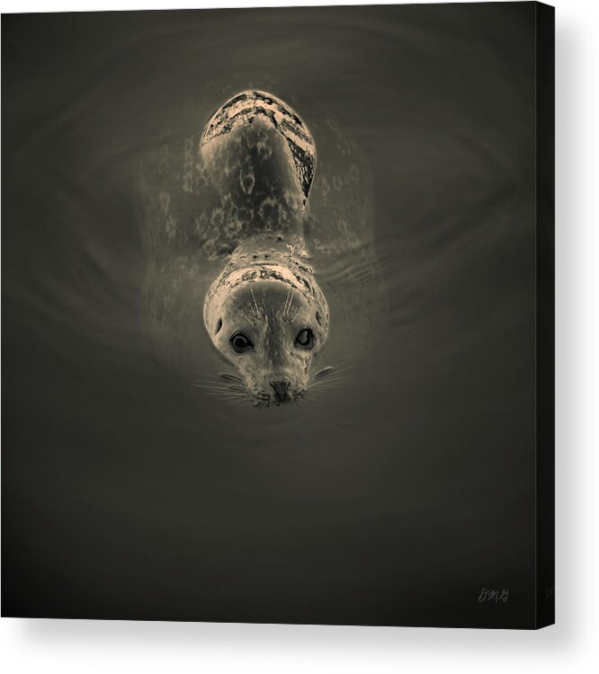 Seal Acrylic Print featuring the photograph Harbor Seal V BW SQ Toned by David Gordon