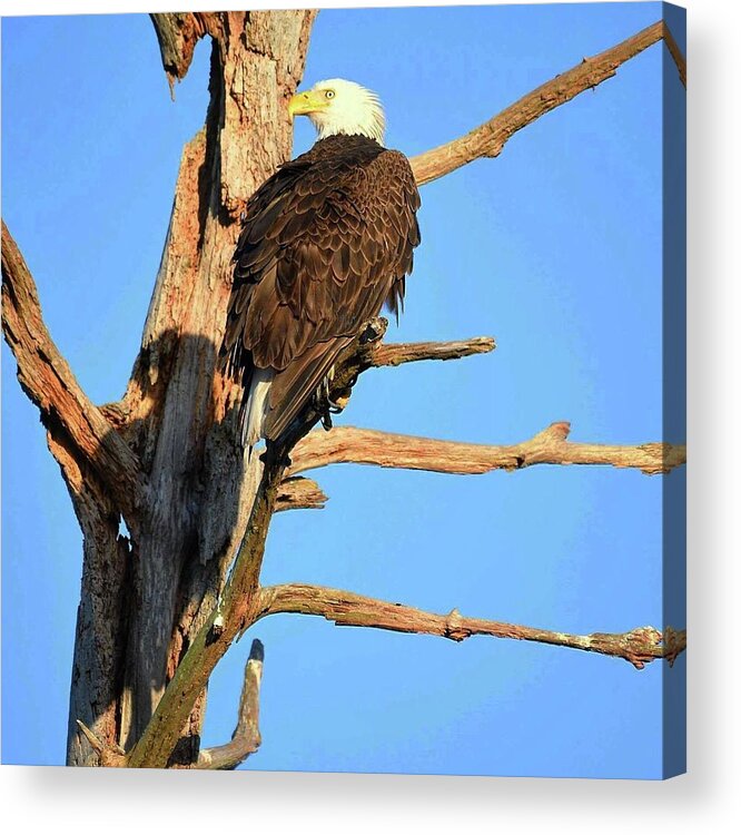 Bald Eagle Acrylic Print featuring the photograph Harriet and her shadow by Liz Grindstaff