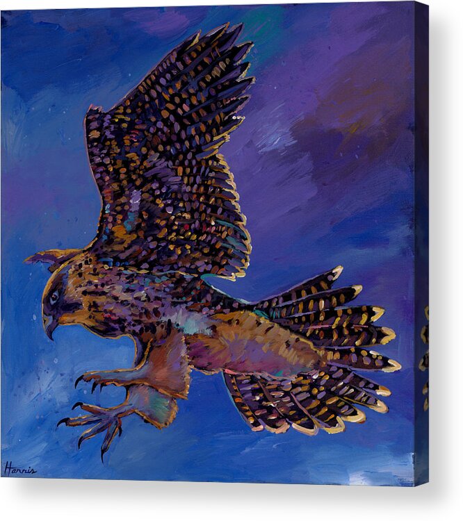 Wildlife Acrylic Print featuring the painting Hawk Flight by Johnathan Harris