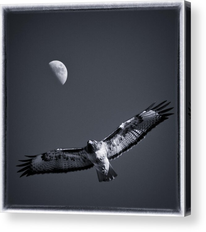 Hawk Acrylic Print featuring the photograph Hawk Soaring High by Lawrence Knutsson