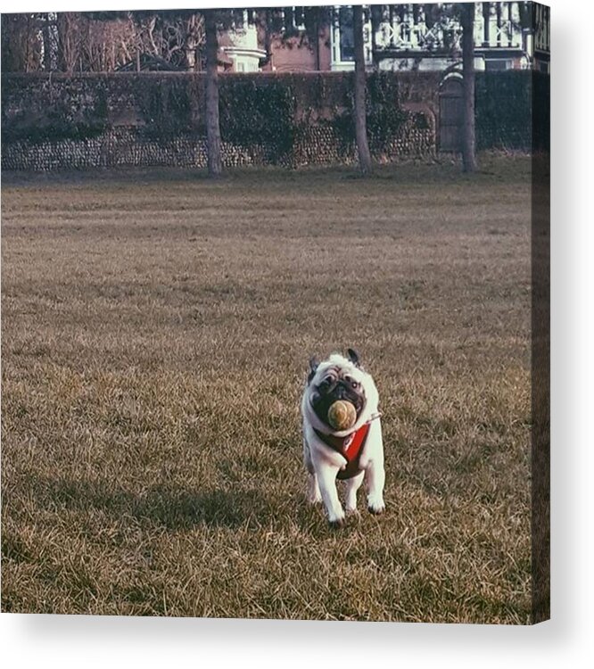 Happy Acrylic Print featuring the photograph He Was So Happy In The Park Today by Natalie Anne