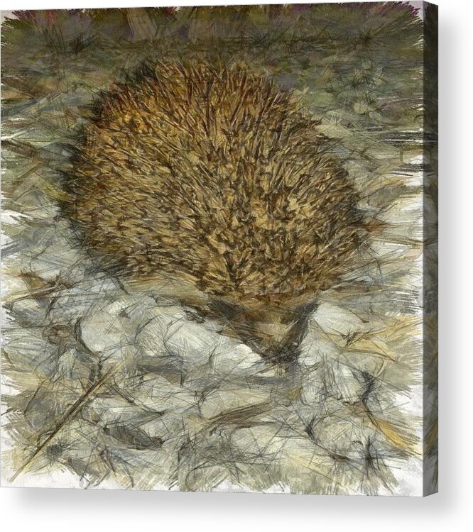 Animals Acrylic Print featuring the painting Hedgehog by Taiche Acrylic Art