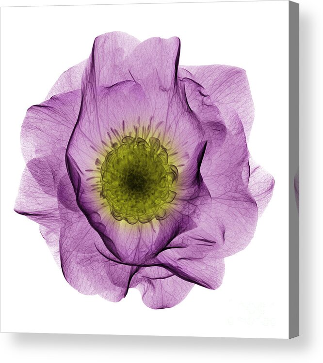 Science Acrylic Print featuring the photograph Hellebore Flower, X-ray by Ted Kinsman