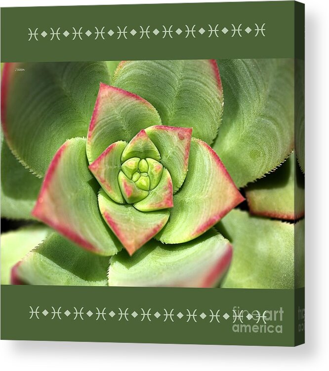 Joy Watson Acrylic Print featuring the photograph Hens And Chicks Succulent And Design by Joy Watson