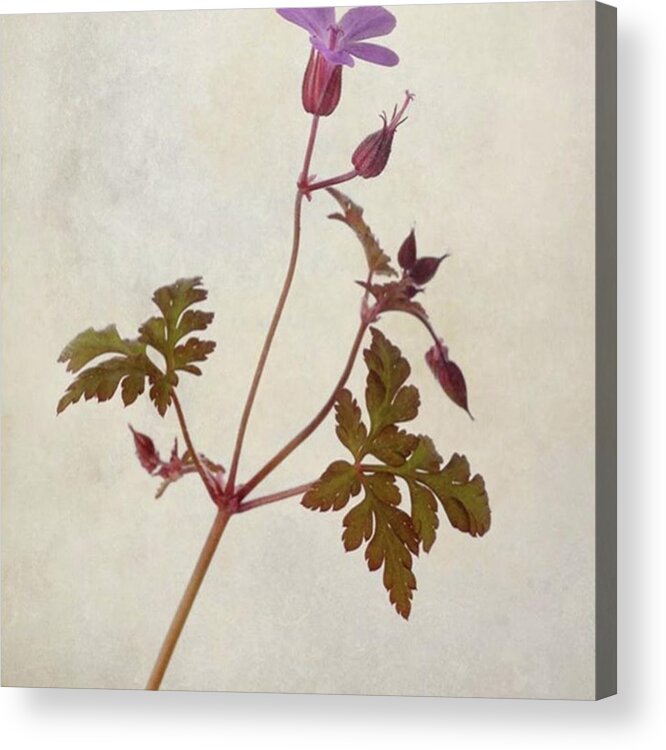 Beautiful Acrylic Print featuring the photograph Herb Robert - Wild Geranium 
#flower by John Edwards