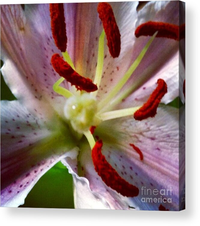 Lily Acrylic Print featuring the photograph Here I Am by Denise Railey