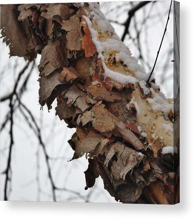 Heritage Acrylic Print featuring the photograph Heritage Birch by Vadim Levin