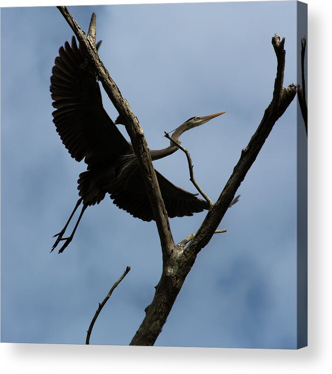 Blue Heron Acrylic Print featuring the photograph Heron Flight by Dillon Kalkhurst