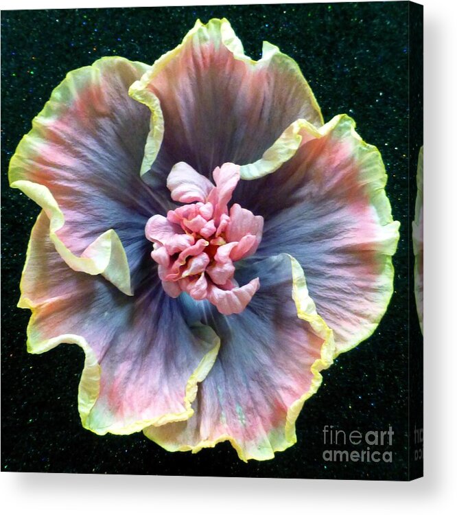 Hibiscus Acrylic Print featuring the photograph Hibiscus 9 by Barbie Corbett-Newmin