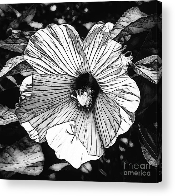 Hibiscus Drawing Acrylic Print featuring the photograph Hibiscus in Black and White by Luther Fine Art