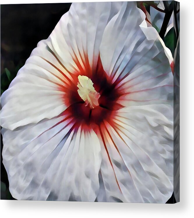 Hibiscus Acrylic Print featuring the photograph Hibiscus by Jackson Pearson
