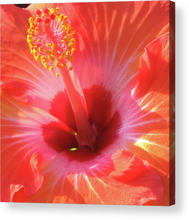 Hibiscus Acrylic Print featuring the photograph Hibiscus - Shades of Coral by Kerri Ligatich