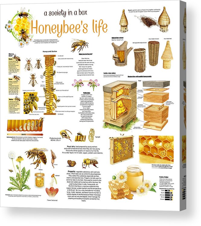 Honey Acrylic Print featuring the drawing Honey Bees Infographic by Gina Dsgn