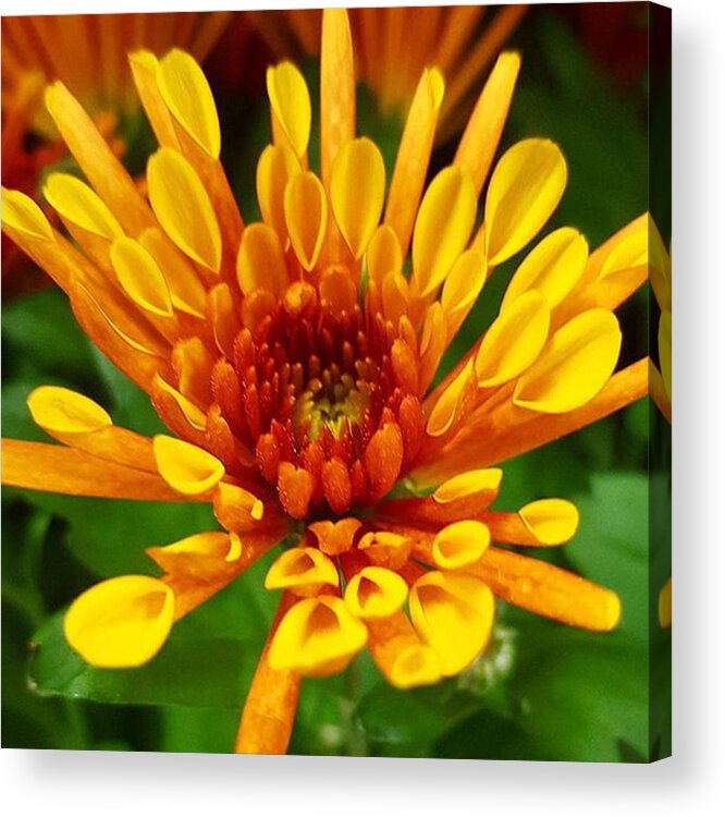 Flowers Acrylic Print featuring the photograph How To Get Yourself Stared At, Take by Dante Harker